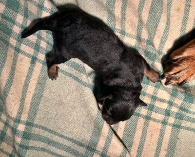 Les chiots de Berger de Beauce