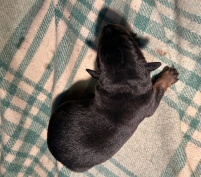 Les chiots de Berger de Beauce