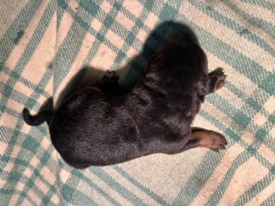 Les chiots de Berger de Beauce