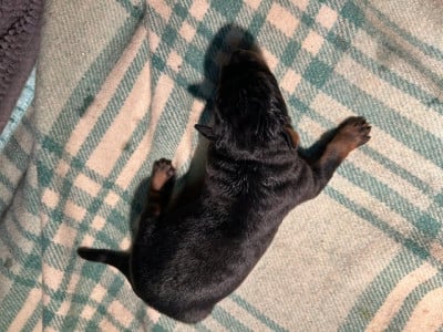 Les chiots de Berger de Beauce