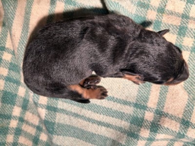 Les chiots de Berger de Beauce