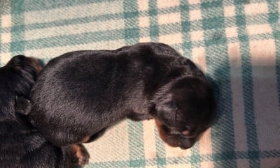 Les chiots de Berger de Beauce