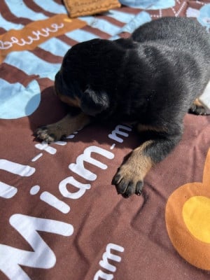 Les chiots de Berger de Beauce