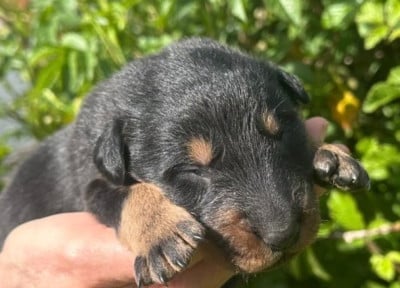 Les chiots de Berger de Beauce