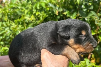 Les chiots de Berger de Beauce