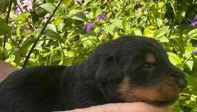 Les chiots de Berger de Beauce