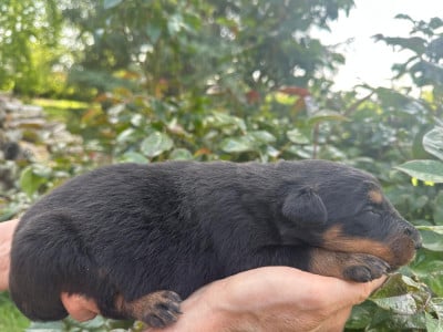 Les chiots de Berger de Beauce