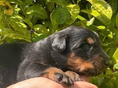 Les chiots de Berger de Beauce
