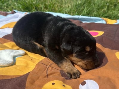 Les chiots de Berger de Beauce