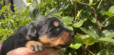 Les chiots de Berger de Beauce