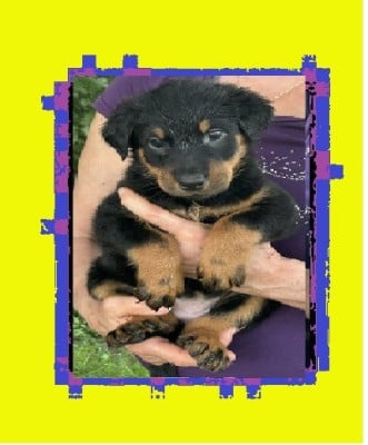 Les chiots de Berger de Beauce