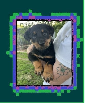 Les chiots de Berger de Beauce