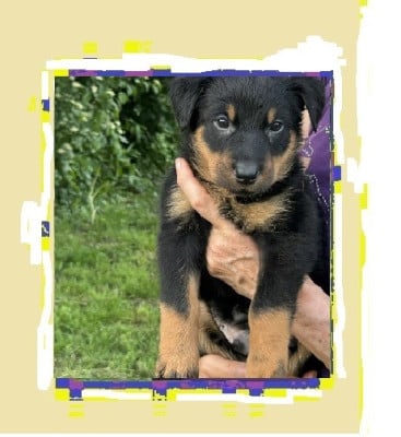Les chiots de Berger de Beauce