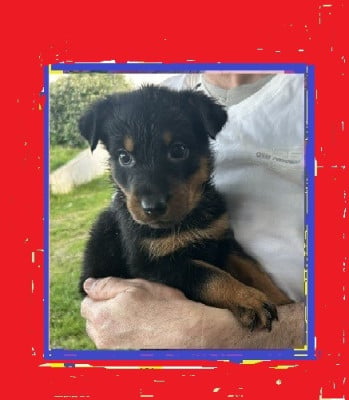 Les chiots de Berger de Beauce