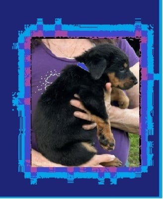 Les chiots de Berger de Beauce