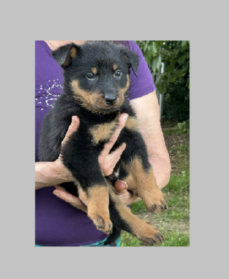 Les chiots de Berger de Beauce