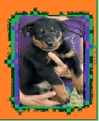 Les chiots de Berger de Beauce