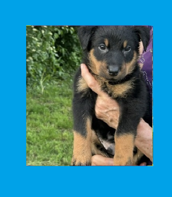 Les chiots de Berger de Beauce