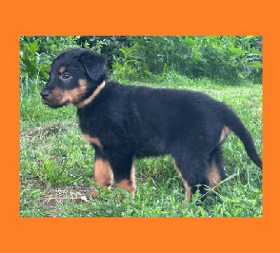 Les chiots de Berger de Beauce