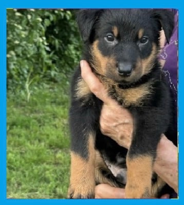 Les chiots de Berger de Beauce