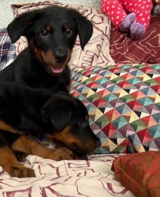 Les chiots de Berger de Beauce