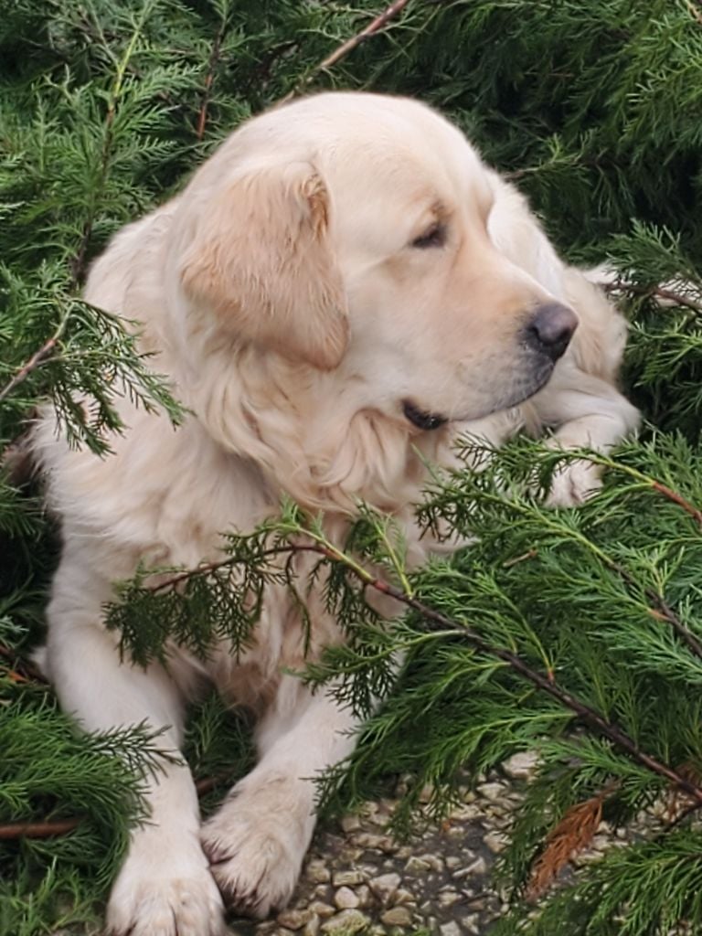 Top gun des Légendaires Nahauri
