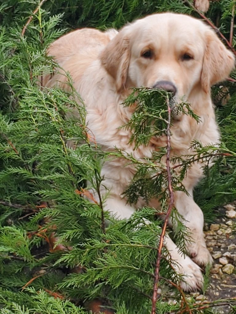 Top gun des Légendaires Nahauri