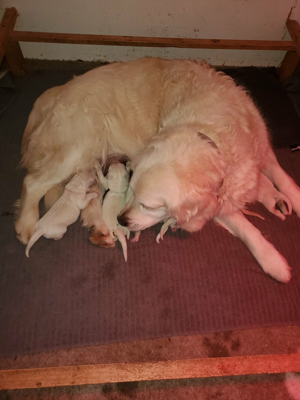 CHIOT 7 - Golden Retriever