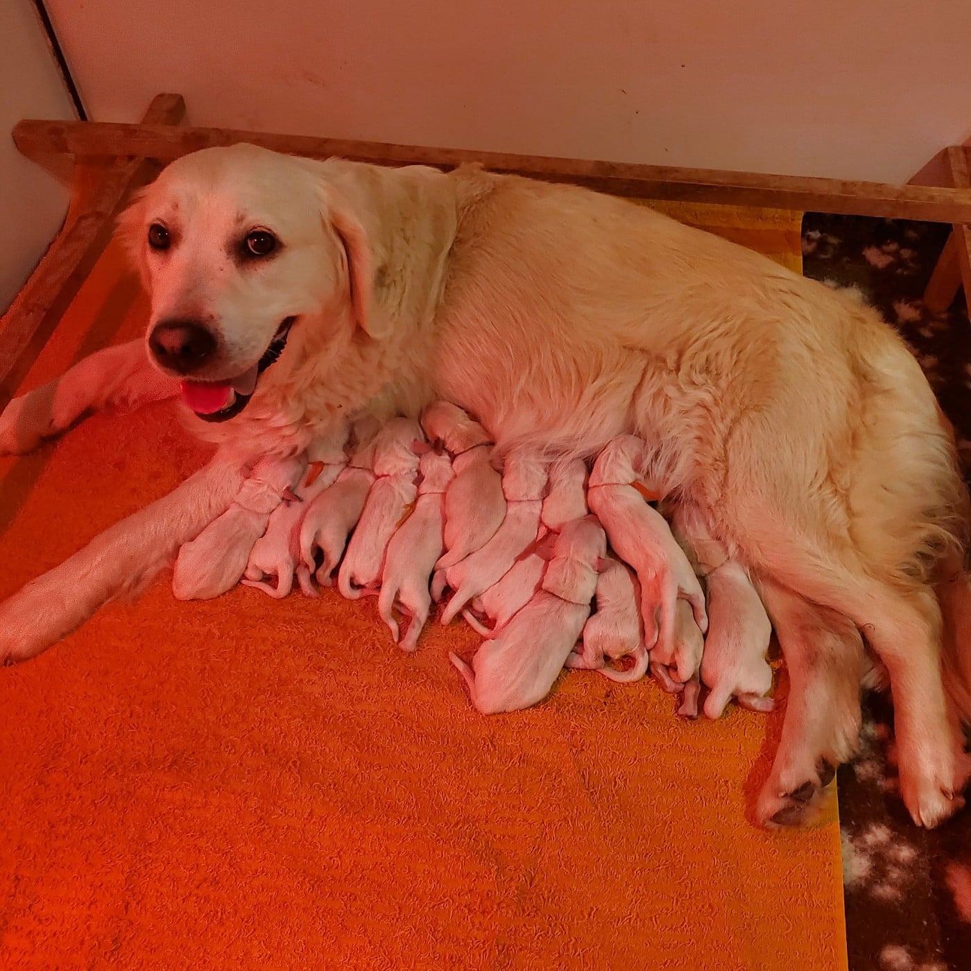 CHIOT 5 - Golden Retriever