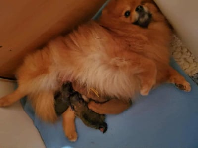 Les chiots de Spitz allemand