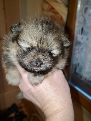 Les chiots de Spitz allemand