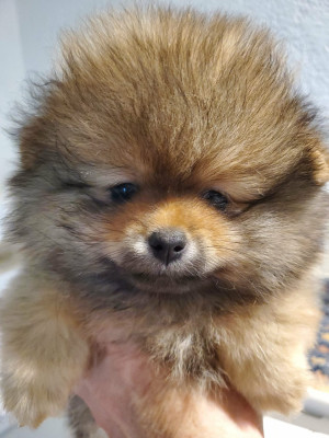 Les chiots de Spitz allemand