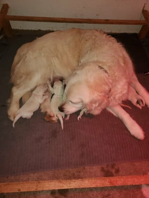 Les chiots de Golden Retriever