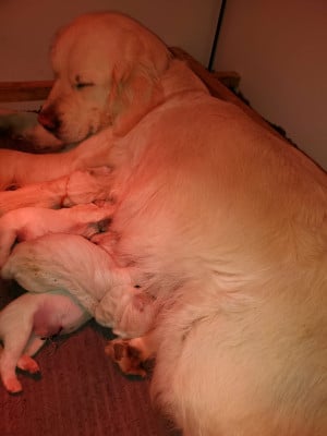 Les chiots de Golden Retriever