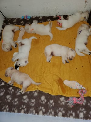 Les chiots de Golden Retriever
