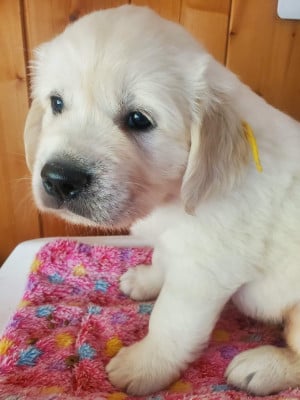 Les chiots de Golden Retriever