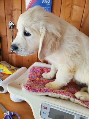 Les chiots de Golden Retriever