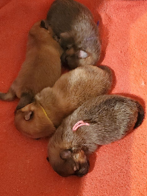 Les chiots de Spitz allemand