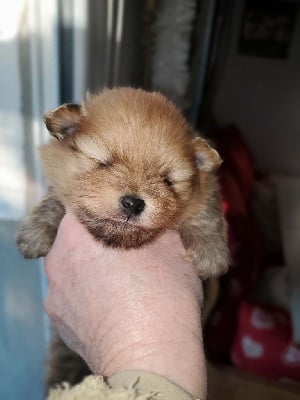 Les chiots de Spitz allemand