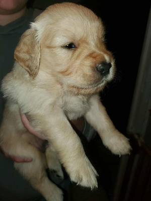 Les chiots de Golden Retriever