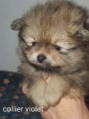 Les chiots de Spitz allemand