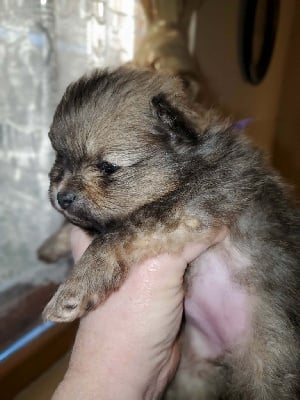 Les chiots de Spitz allemand