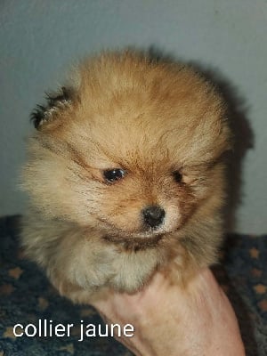 Les chiots de Spitz allemand