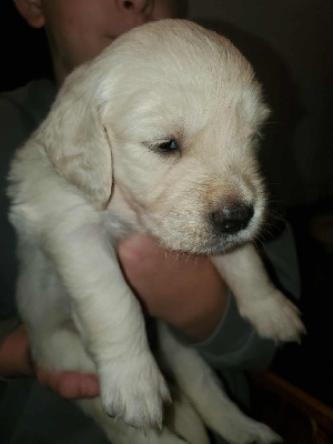 Les chiots de Golden Retriever