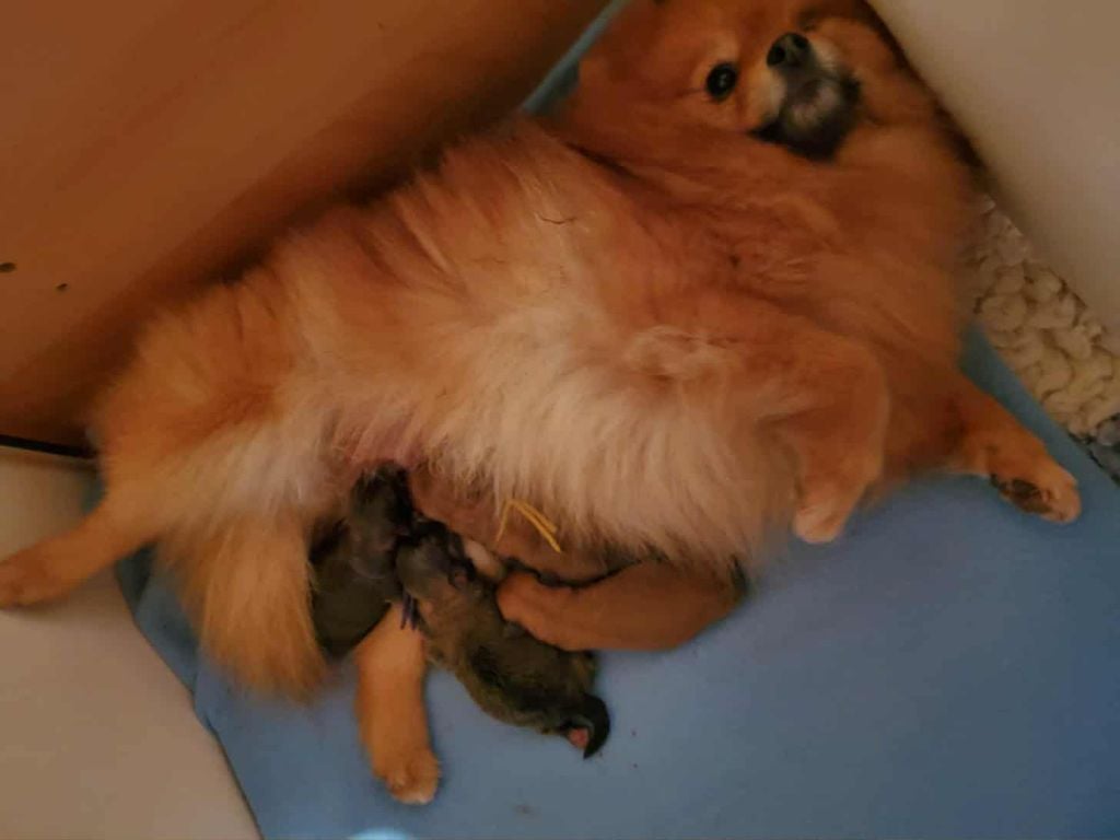 CHIOT - Spitz allemand