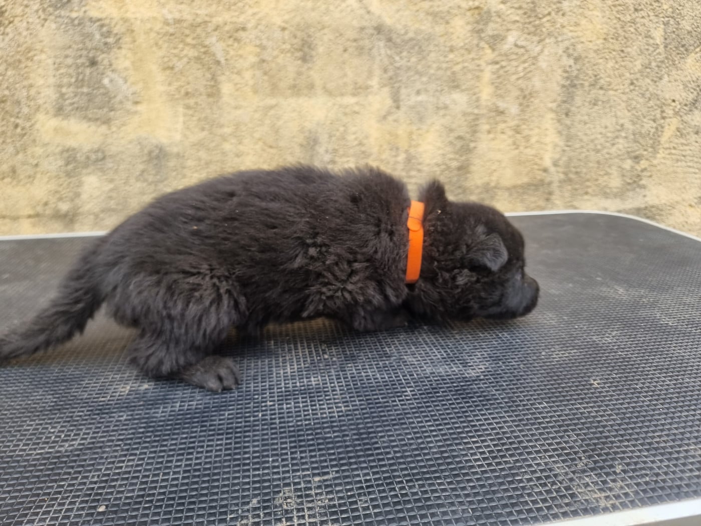 Collier orange - Berger Allemand