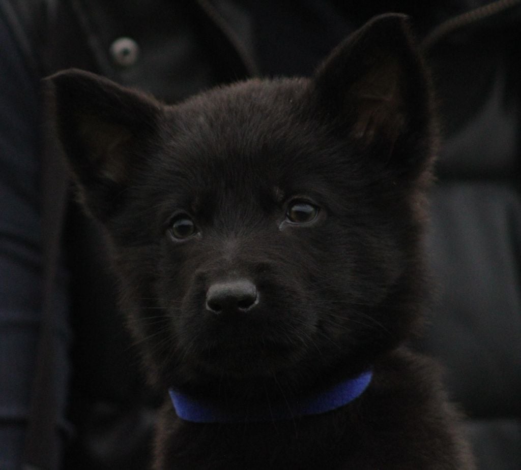 Alf collier bleu foncé - Berger Allemand