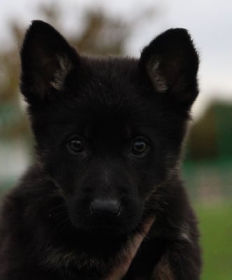 Les chiots de Berger Allemand