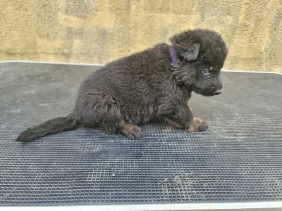 Les chiots de Berger Allemand