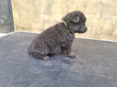 Les chiots de Berger Allemand